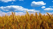 Пшеница, ячмень, отруби, семечка